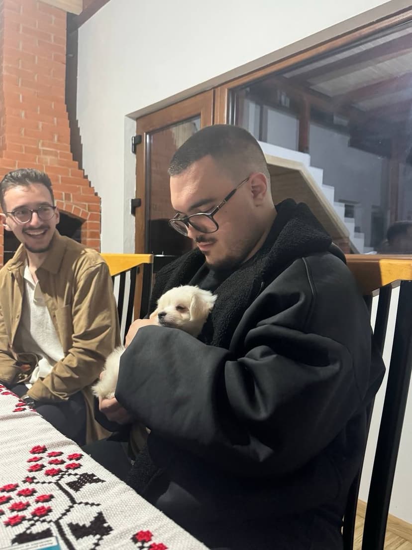 We like dogs